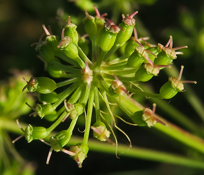 Peucedanum6a