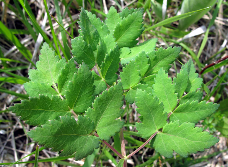 Peucedanum2