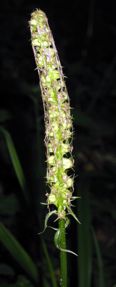Phyteuma8