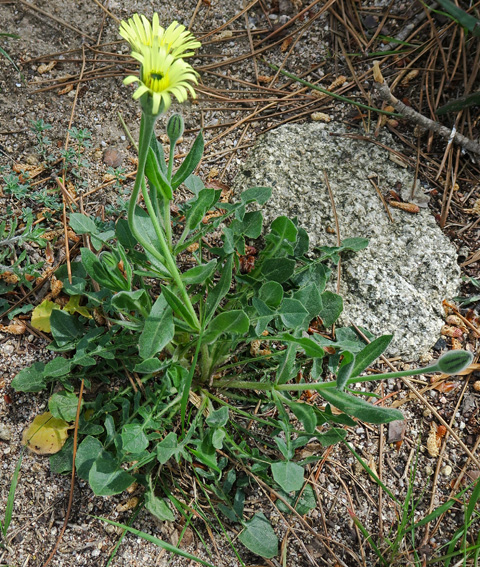 Urospermum4