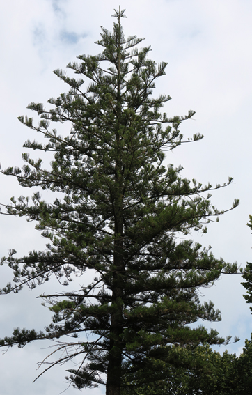 Araucaria1