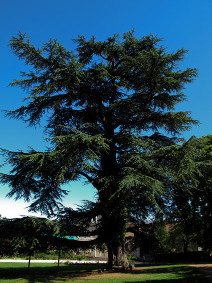 Cedrus1