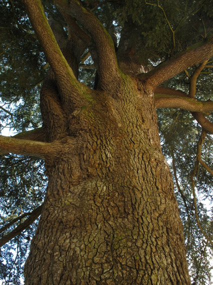 Cedrus3
