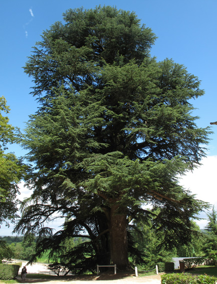 Cedrus2