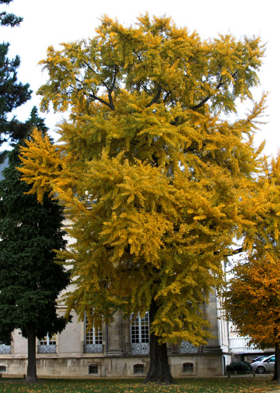 Ginkgo0a