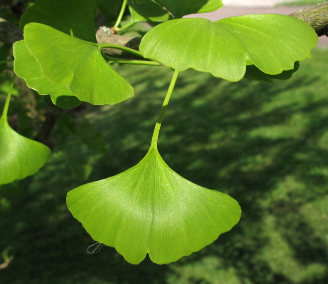 Ginkgo1