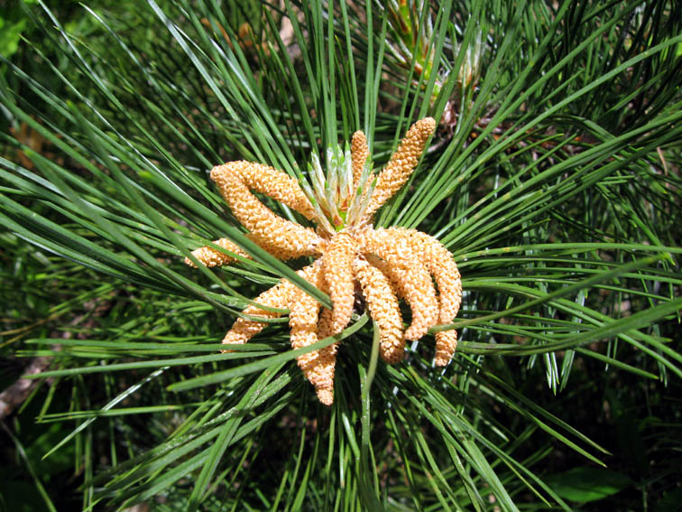 Pinus3