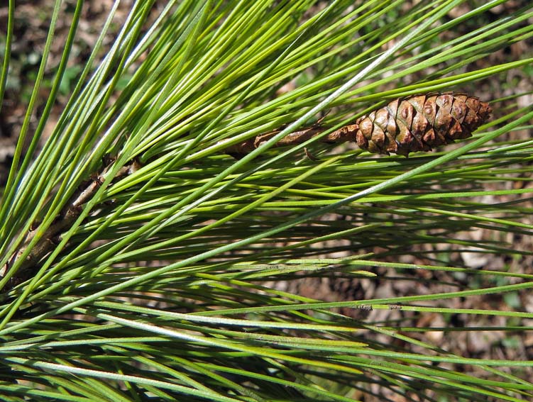 Pinus19b