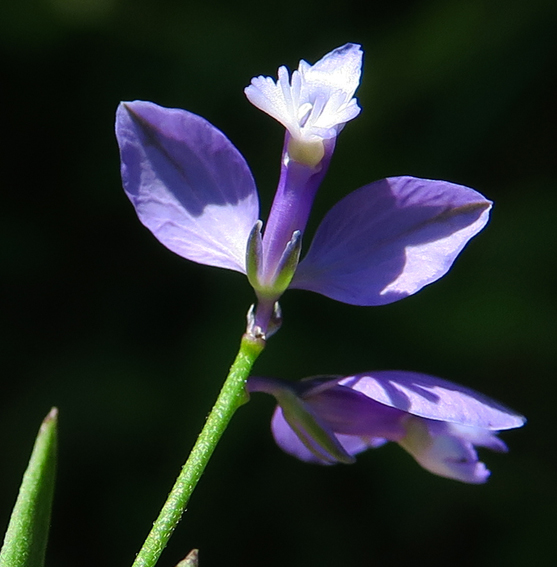 Polygala17