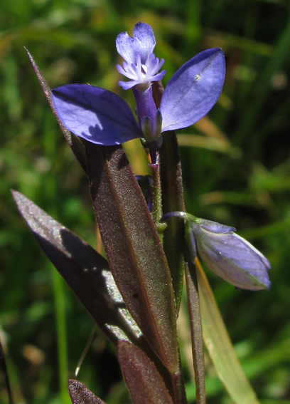 Polygala16