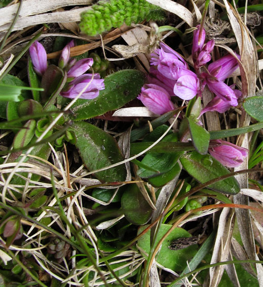 Polygala12