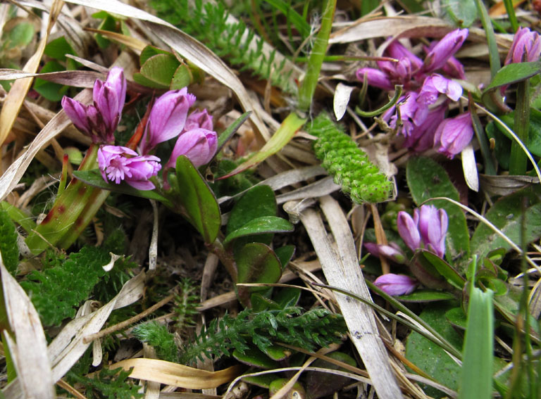 Polygala11