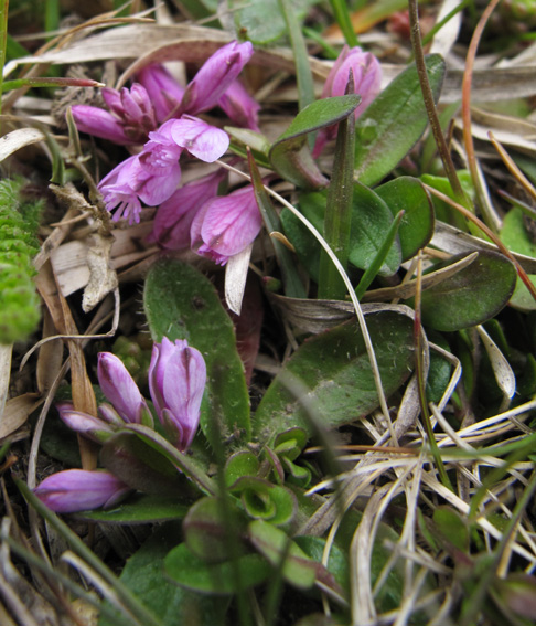 Polygala14