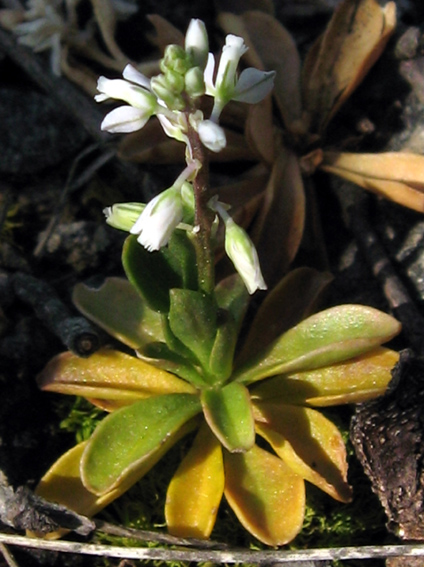 Polygala4