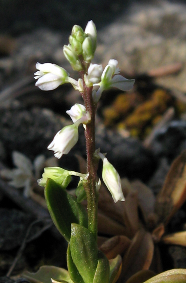 Polygala6