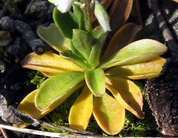 Polygala5