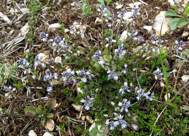 Polygala3c