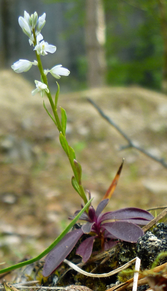 Polygala3d