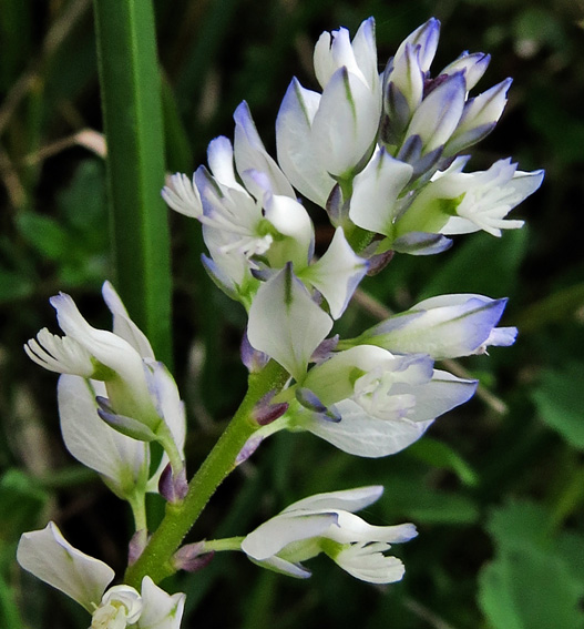 Polygala3b1