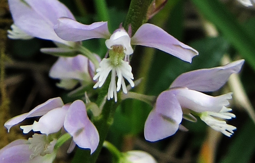 Polygala3b2