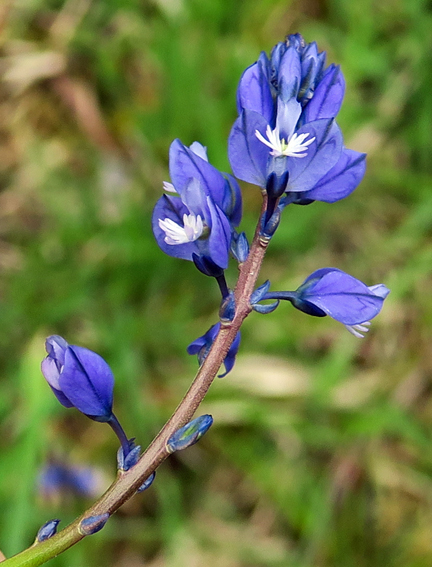 Polygala2