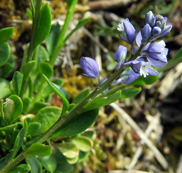 Polygala3a