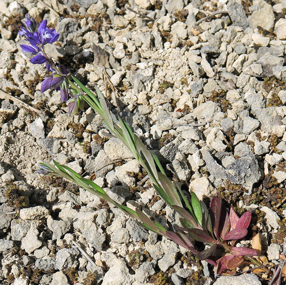 Polygala1