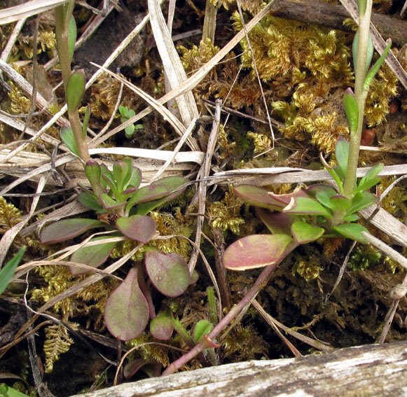 Polygala1a