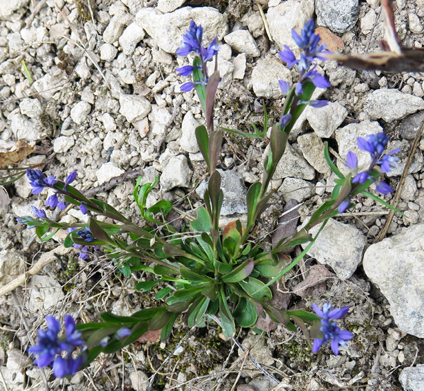 Polygala3b3