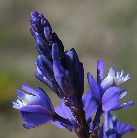 Polygala3