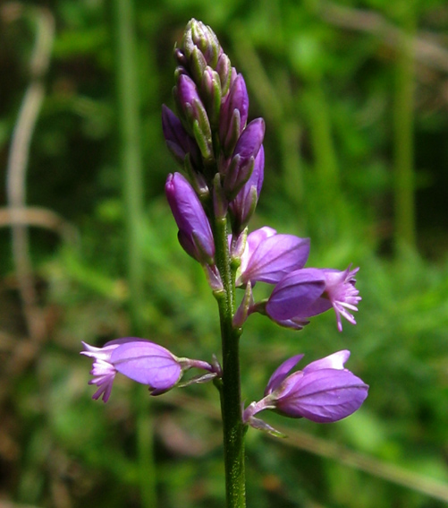 Polygala8