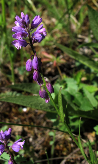 Polygala7a