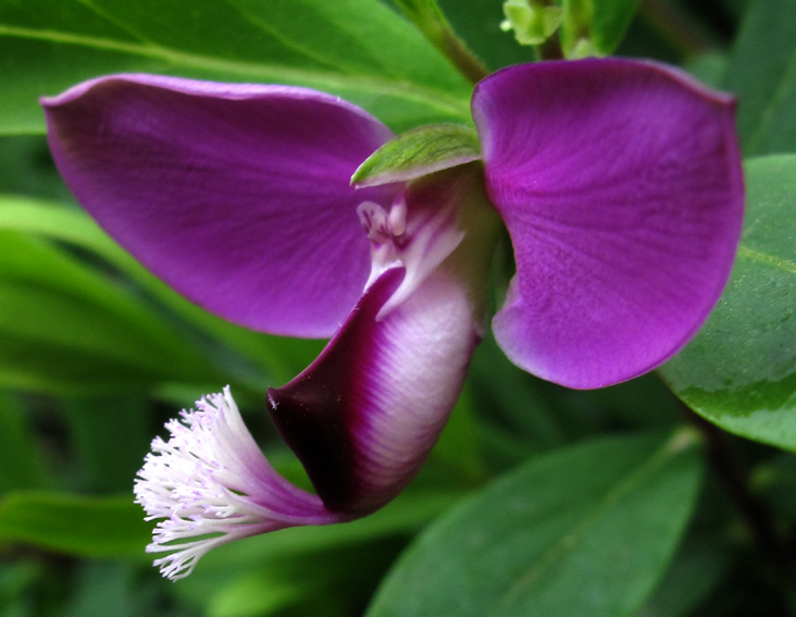 Polygala14