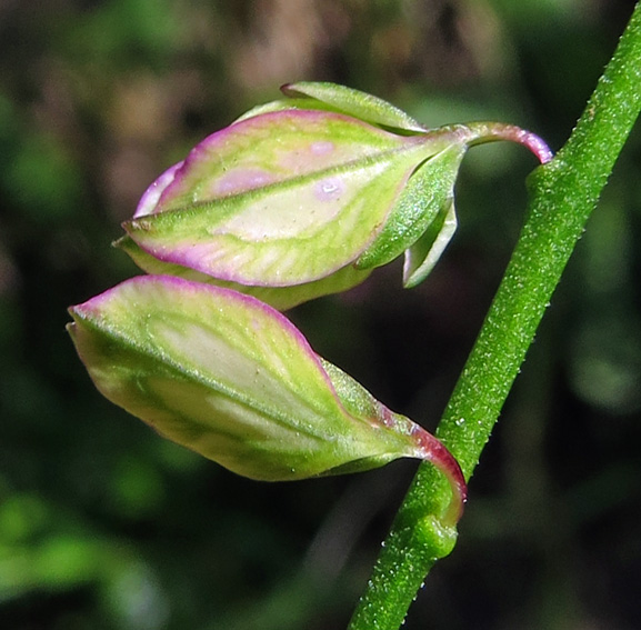 Polygala25