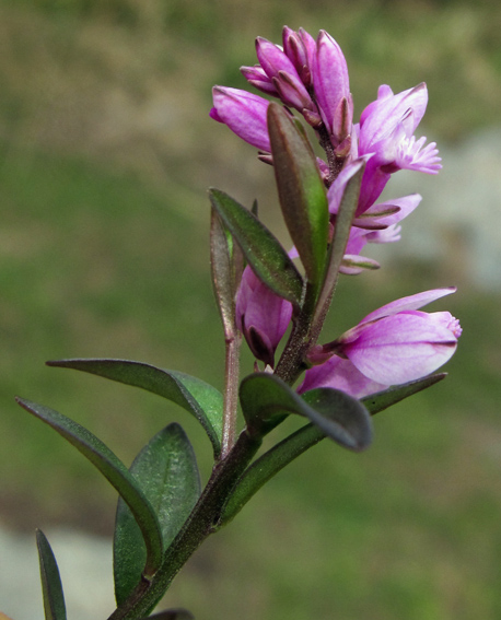 Polygala22