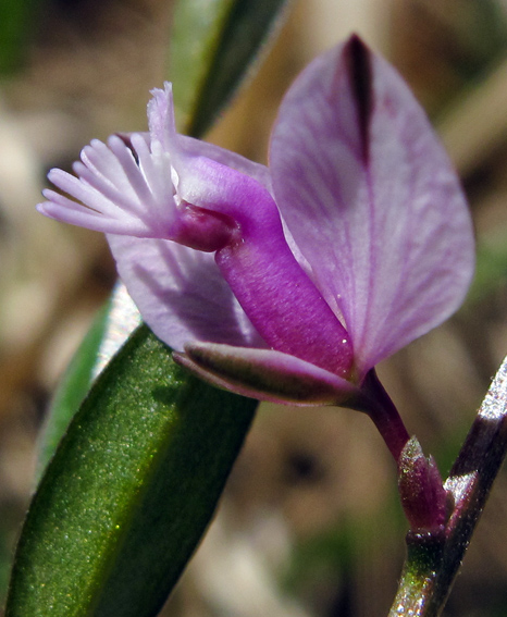 Polygala24