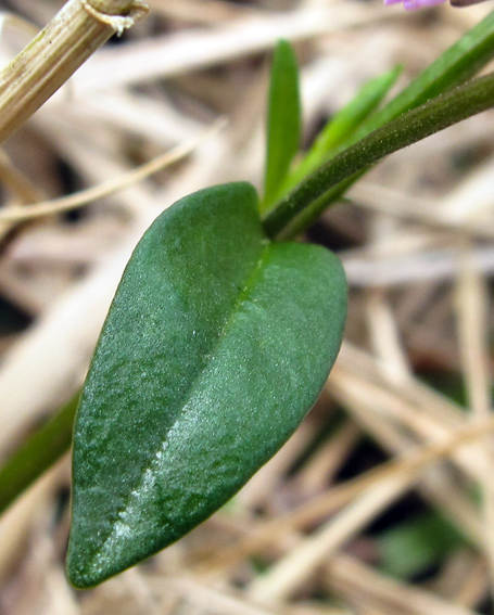 Polygala21