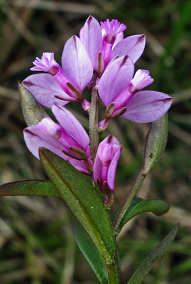 Polygala23