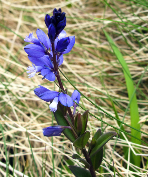 Polygala20