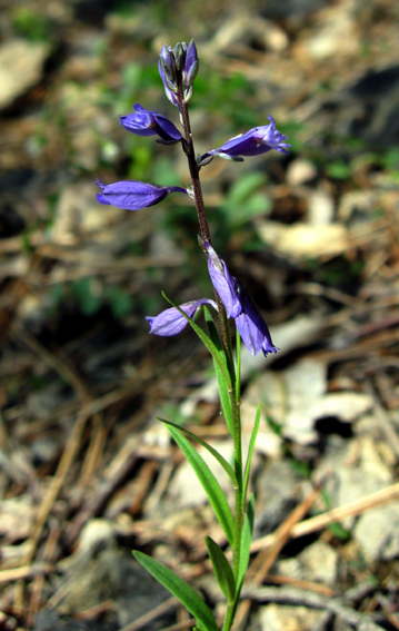 Polygala9