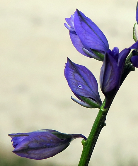 Polygala10