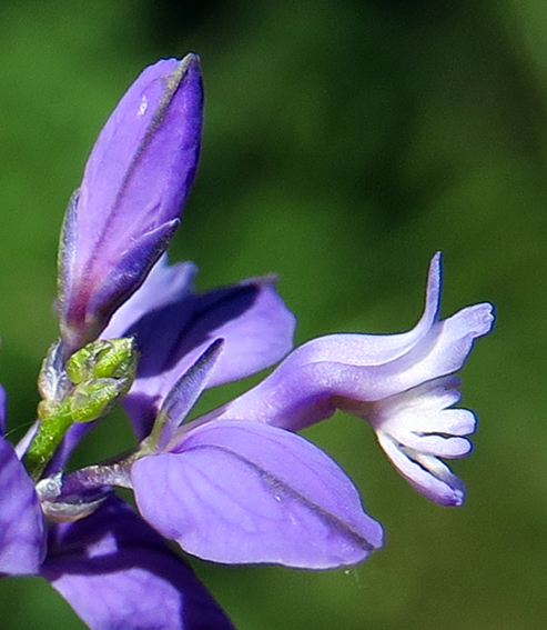 Polygala10b