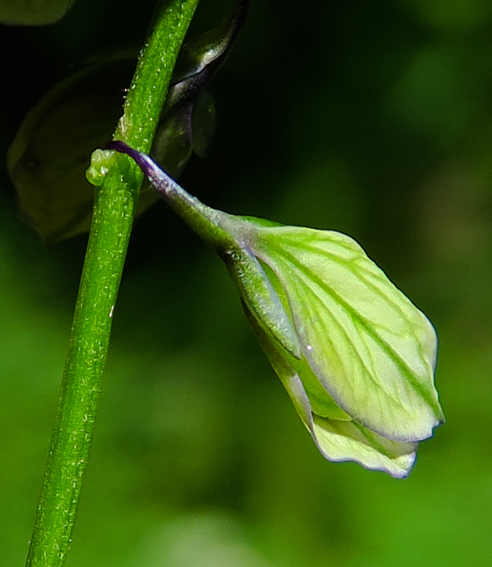 Polygala10c