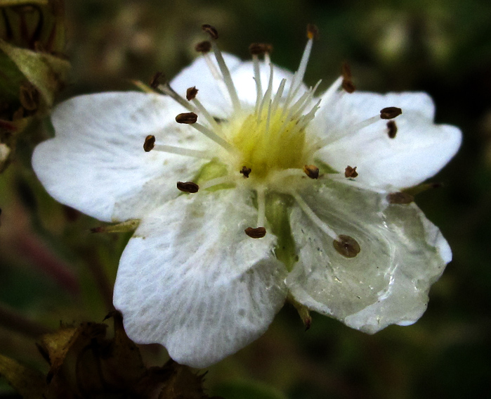 Potentilla24