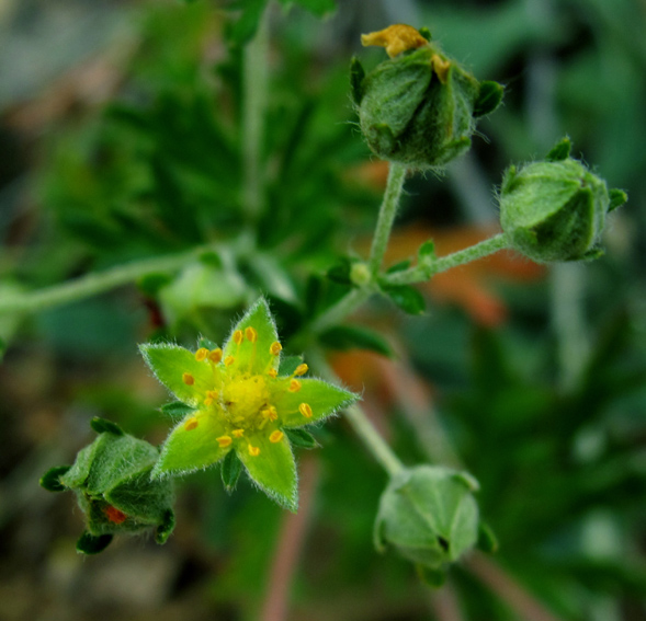 Potentilla10