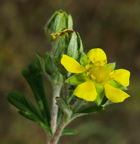 Potentilla10d