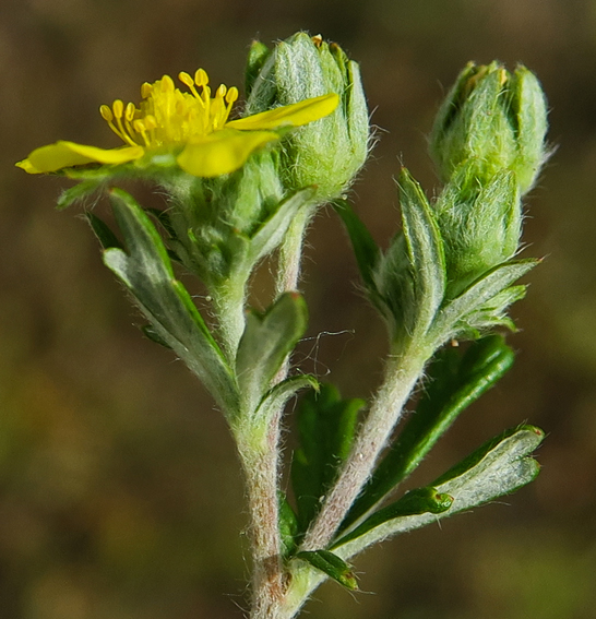 Potentilla10c