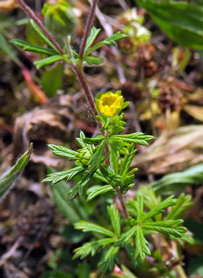 Potentilla10b