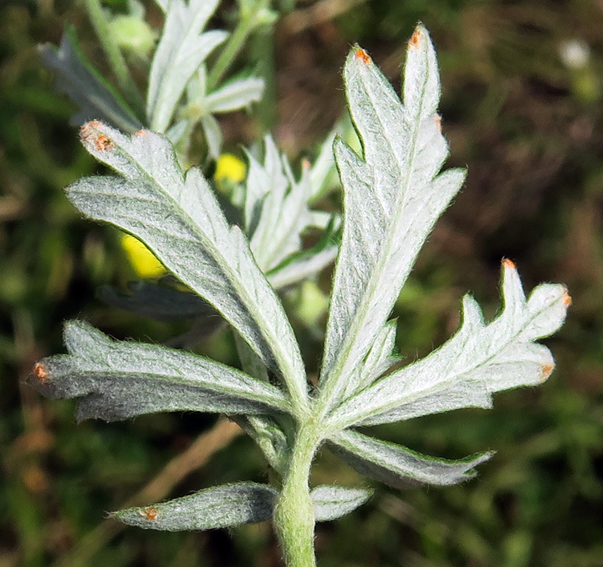 Potentilla9