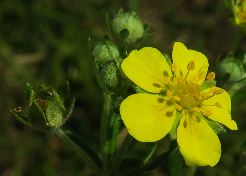 Potentilla8